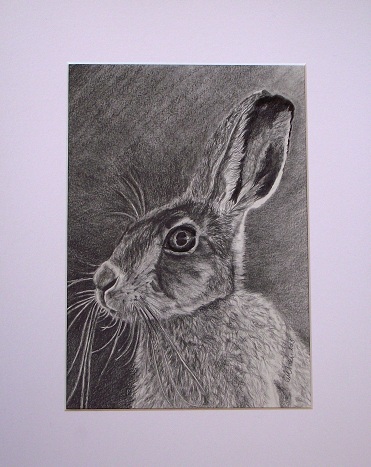 Hare graphite.JPG