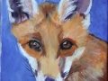 2018_0322youngfox20001 - Copy.JPG