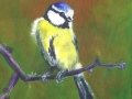 Bluetit web.JPG