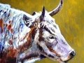 Heritage cow