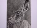 Hare graphite.JPG