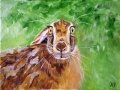 cautious hare small.JPG