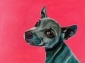 dog photo.jpeg