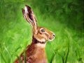 hare websize.JPG