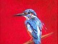 kingfisher small.JPG