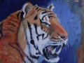 tiger 4.JPG