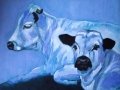white park cattle small.JPG