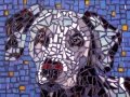 Spotty dog