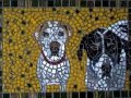 2 dogs portrait