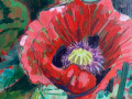 GillAitken-Corn-Poppy
