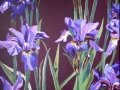 Irises small.JPG